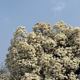 영식
